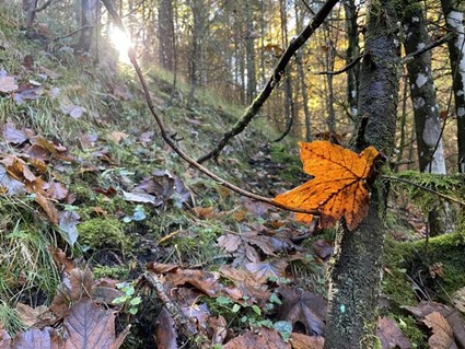 Herbstblatt im Wald