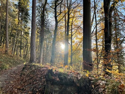 Wald und Sonnenlicht
